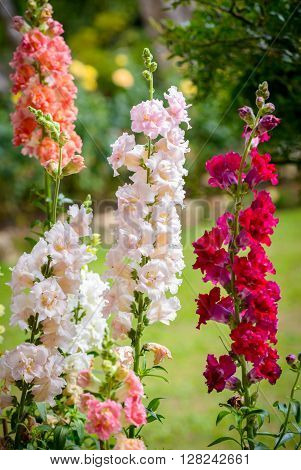 Snap dragon flower (Antirrhinum majus) blooming in garden