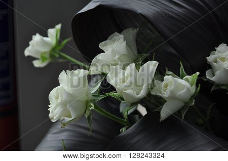 White Rose - symbolizes fidelity and probity