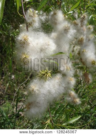 Spring female catkin of willow (sallow) wadding.