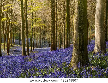 Sun shines through beech and birch trees on a Dorset hillside