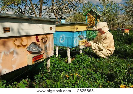 Beekeeper On Apiary