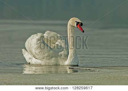 beautiful white swans on the spring river