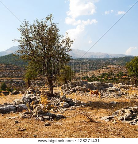 From The Hill In Asia Turkey Selge Old Architecture Ruins And Nature