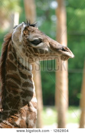 Neugeborene giraffe