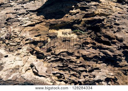 Tree bark texture. Tree trunk. Old wooden background. Detail of trunk. Natural rustical scene. Detail of rind, wooden rough crust. Abstract color photo texture. Monumental tree and its trunk with moss