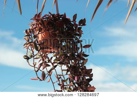 red plants in pot with blue sky behind