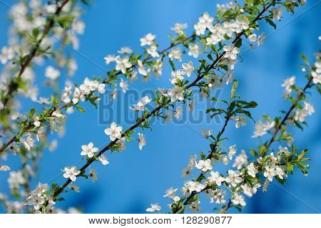 Plum blossoms on clear blue sky closeup