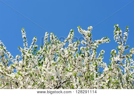 Wild plum tree in bloom on clear blue sky copyspace