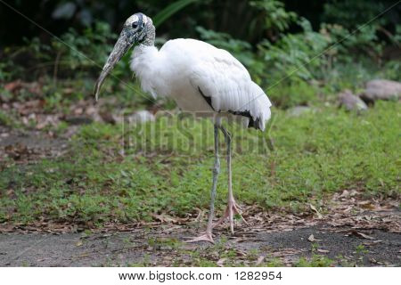 Waldstorch