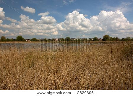 Landscape with dry reeds pond blue sky with white clouds and buildings in the background a beautiful sunny spring day in Raszyn Ponds Reserve near Warsaw Poland. Horizontal view.