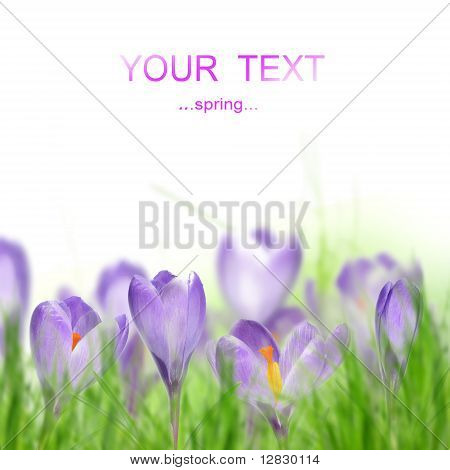 สปริง crocusses บลอสซั่ม