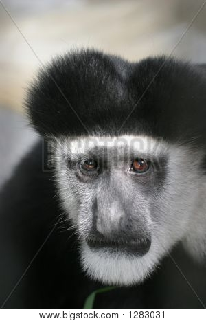 Black And White Colobus Affen