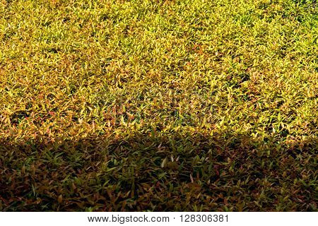 Sunlight Shadow Pass Through On Texture Of Color Shrub Leafs