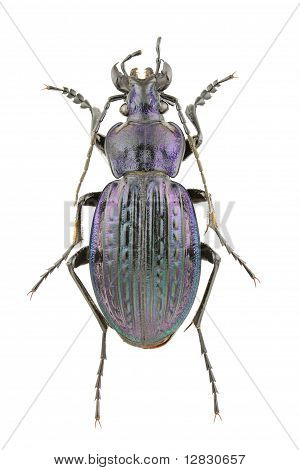 Biegacz Ullrichii Fastuosus