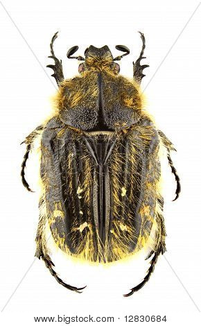 Tropinota Squalida