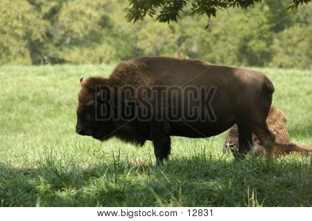 Buffalo