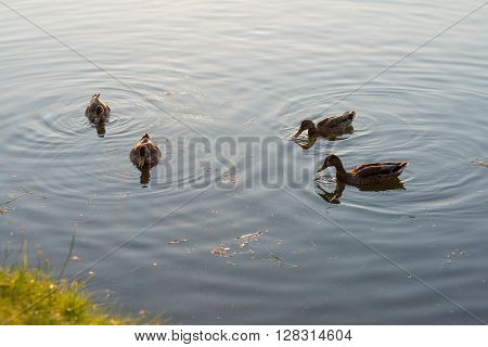 four ducks swimming and feeding in the lake. Morning scene