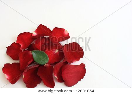 Röda rosor och gröna blad