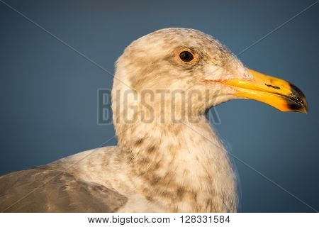 California Gull, Larus californicus. A common winter gull of the West Coast, the California Gull breeds inland across large areas of the West. It can be found in parking lots and lakes from California to Manitoba.