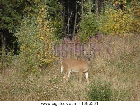 Whitetail rådyr