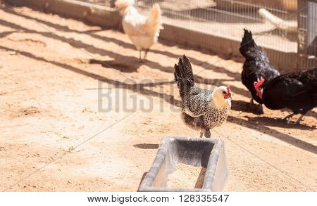 Black, buff, brown, and white chickens on a farm outside a chicken coop pecking and foraging for food.