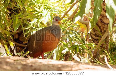 Grey necked wood rail bird Aramides cajanea hides in the brush. It has a yellow beak and a rust colored chest with a grey neck and back.