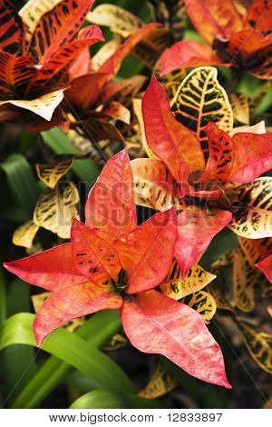 Brillantemente multicolori foglie della pianta di croton.