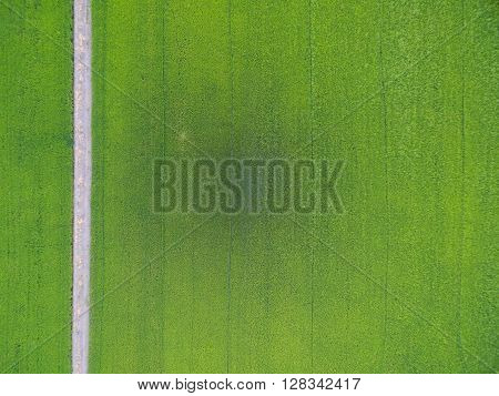 Aerial View Of Rice, Fields Agricultural Landscape Of Asia Thailand And Path Way, Top And Birdeyes V