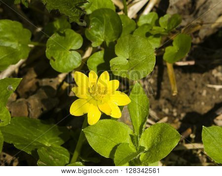 Blooming lesser celandine Ficaria verna Ranunculus ficaria close-up selective focus shallow DOF