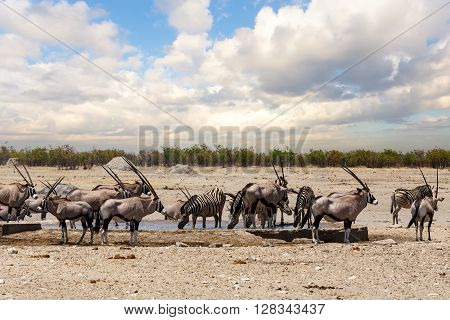 Oryx Gazella And Zebra In Etosha