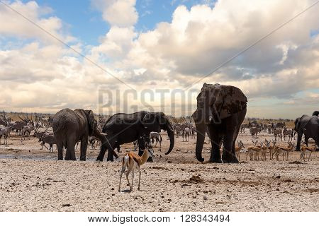 Full Waterhole With Elephants