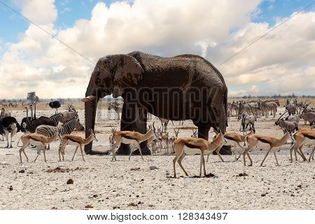 Full Waterhole With Elephants