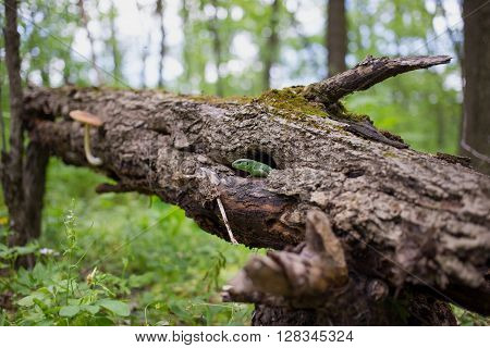 Lizard in nature sitting on a tree.