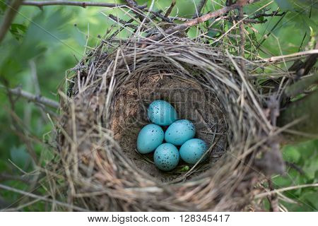 Bird's nest in their natural habitat during the breeding.