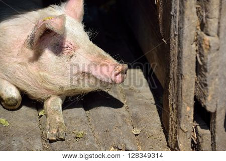 Picture Of Nose Pig Inside The Piggery Standing In The Sun. Work On The Farm, Caring For The Animals