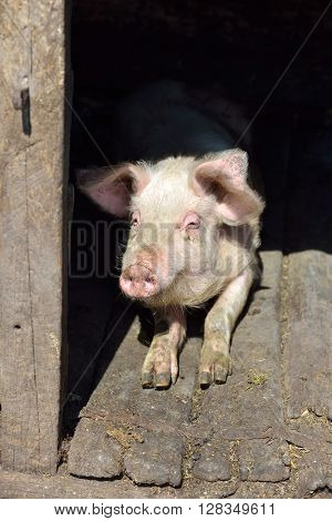 Picture Of Nose Pig Inside The Piggery Standing In The Sun. Work On The Farm, Caring For The Animals