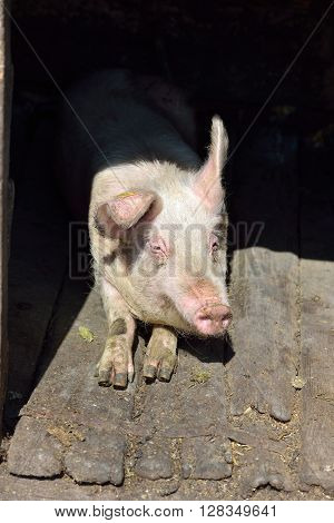 Picture Of Nose Pig Inside The Piggery Standing In The Sun. Work On The Farm, Caring For The Animals