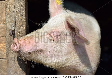 Picture Of Nose Pig Inside The Piggery Standing In The Sun. Work On The Farm, Caring For The Animals