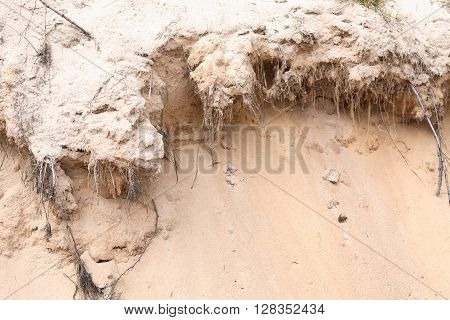 Closeup of sand landslide with roots of various plants