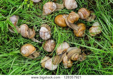 Many snails crawling through the grass in the garden