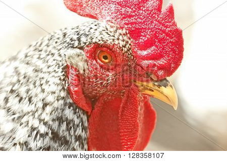 Portrait of an adult speckled rooster in bright sunlight