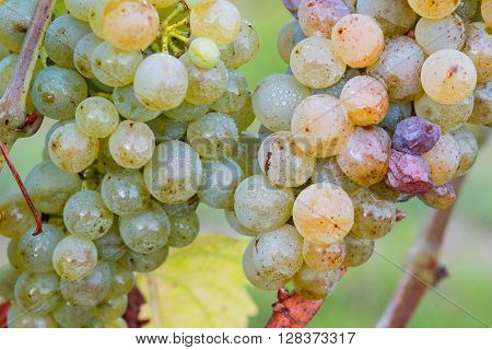 Mature green / white grapes in the vineyards. Ready for harvest.