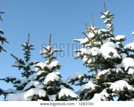 Fir-Trees