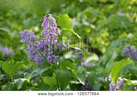 Beautiful Blooming Spring Shrub. Purple Lilac. (syringa) Blurred Natural Green Background.