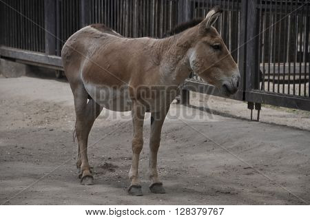 Animal kulan of equines in the zoo
