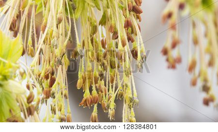 Ear rings on a tree show that the spring after all has come