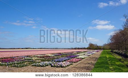 Landscape: Bulb-field of pink and other various coloured Hyacinths under a blue Sky with some white Clouds