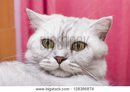 The big gray cat looks with self-respect