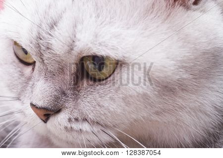 The big gray cat looks with self-respect