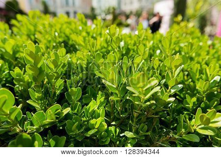 Natural background with Buxus (Boxtree boxwood). Close up photo in sunny day. Street decoration with plants.